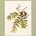 see more listings in the Single Botanical Cards section