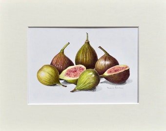 Matted Botanical Art Print - Figs - 8"x10" Single Mat