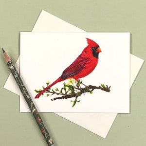 Set of 5 Note Cards, Cardinal, 4.25&quot; x 5.5&quot; Card + Envelopes