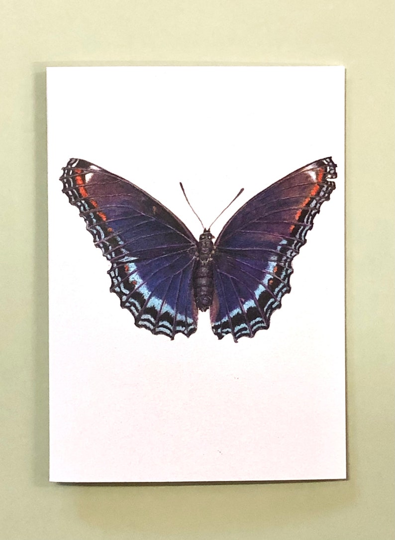 Set of 5 Note Cards, Red-spotted Purple Butterfly, 4" X 5.5" Card ...