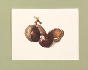 Note Card, Buckeyes, 4.25" x 5.5" Card + Matching Envelope