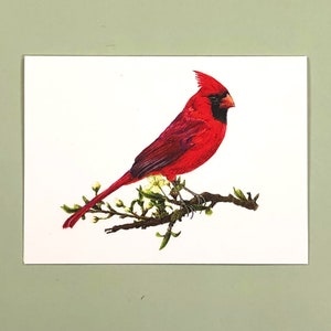 Note Card, Cardinal, 4&quot; x 5.5&quot; Card + Matching Envelope