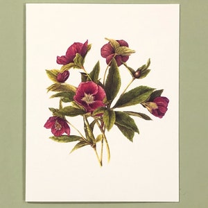 May include: A watercolor painting of a bouquet of deep pink flowers with green leaves. The flowers have a delicate, layered appearance.