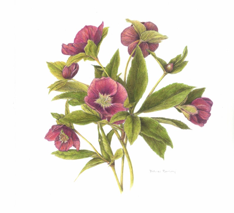2.25 x 2.25 Set of 8 Botanical Folded Gift CardsTags Hellebore
