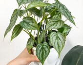 Philodendron Brandtianum Brandi Philodendron Variety Silver Leaf Philodendrons Hanging Plant Live House Plant RARE