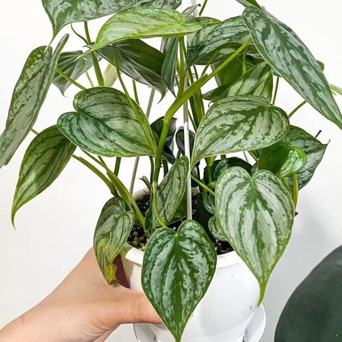 Philodendron Brandtianum Brandi Philodendron Variety Silver Etsy