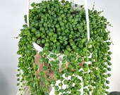 String of Pearls