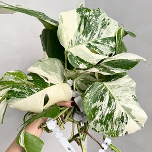 Monstera albo borsigiana variegata cutting (grower’s choice)