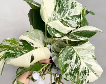 Monstera albo borsigiana variegata cutting (grower’s choice)