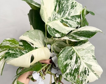 Monstera albo borsigiana variegata cutting (grower’s choice)