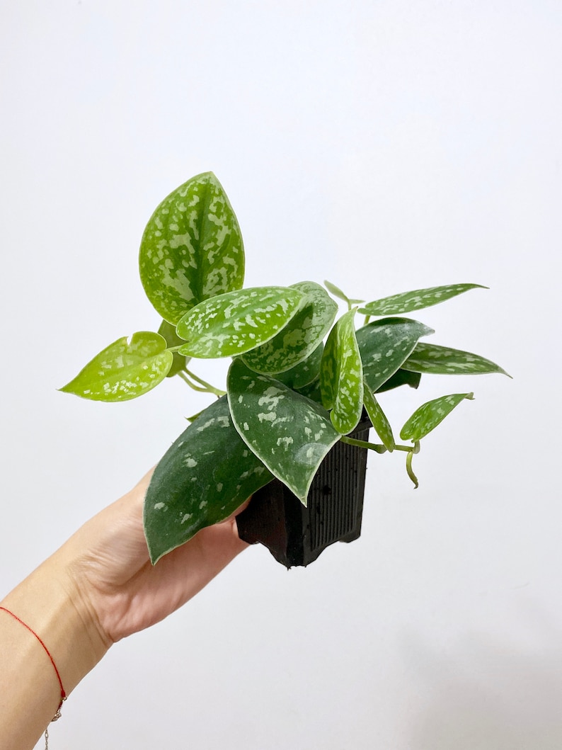 Silver Satin Pothos Scindapsus Pictus Epipremnum pictum Etsy