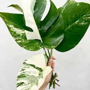 Monstera albo borsigiana variegata B grade cutting (grower’s choice)