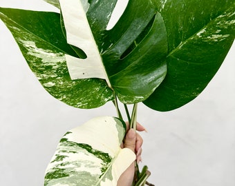 Monstera albo borsigiana variegata B grade cutting (grower’s choice)