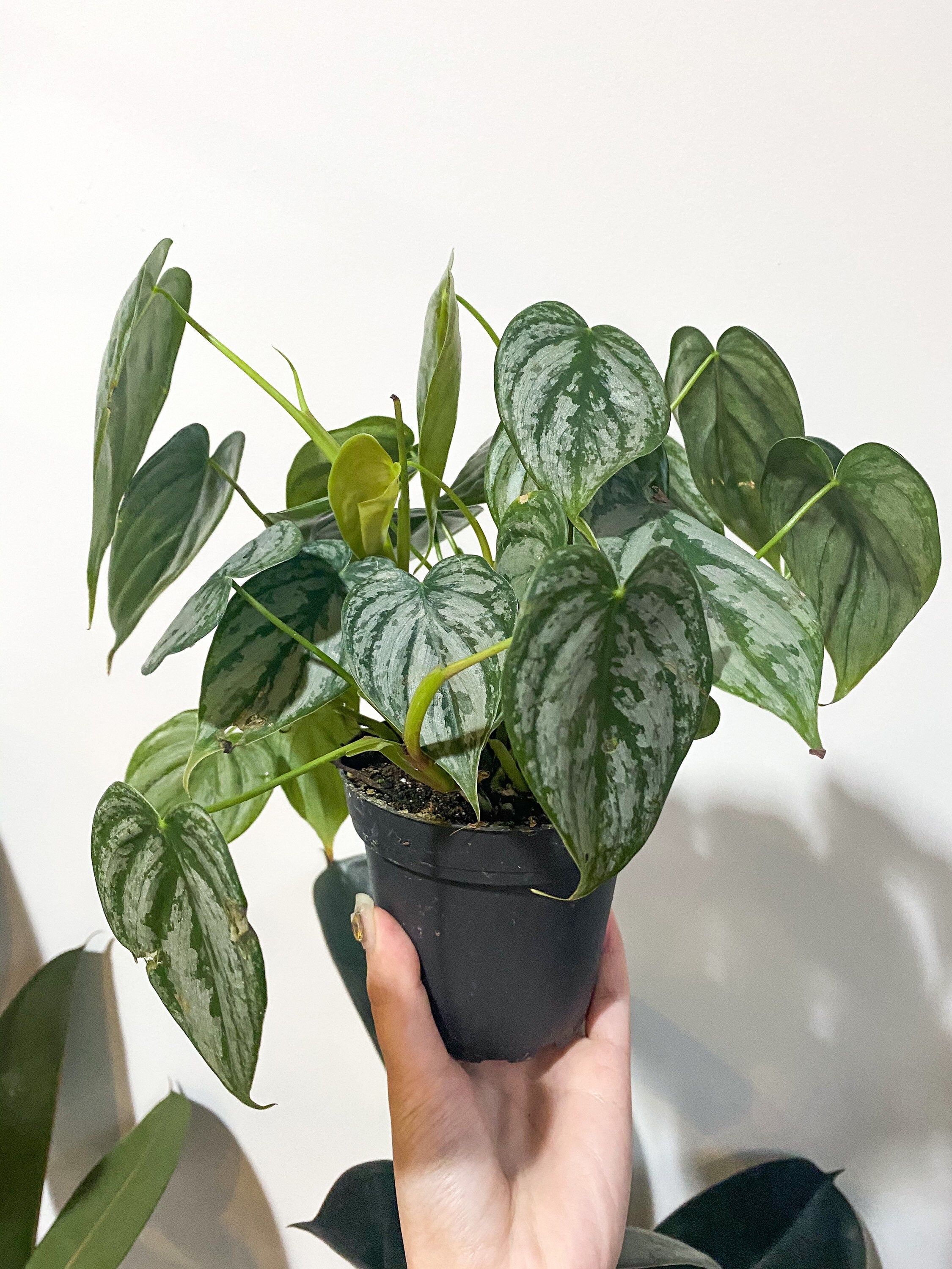 Philodendron 'Silver Cloud' - Quilted Silver Leaf Philodendron (4.5 Pot)