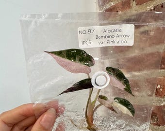 Grower's choice alocasia bambino albo pink tcs