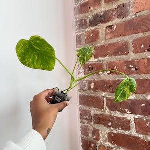 May include: A small variegated Monstera plant with three distinct leaves featuring green and yellow speckled patterns. The plant is housed in a clear plastic nursery pot with a small white label displaying the number 3945.