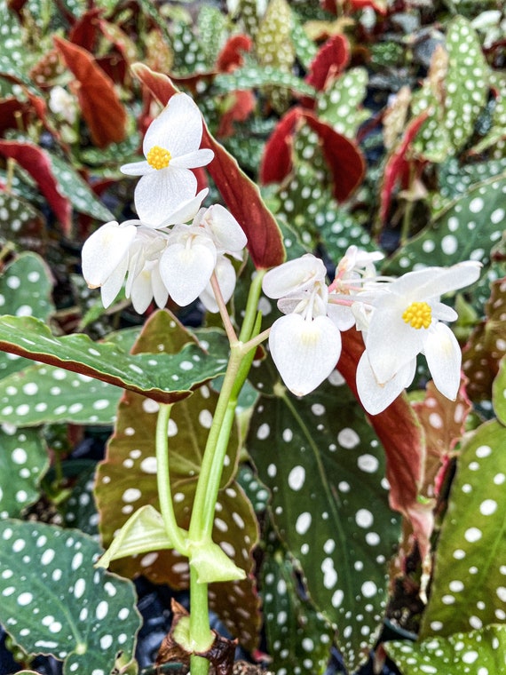 15+ Begonia Maculata Flower