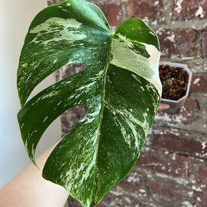 Monstera deliciosa albo borsigiana Variegata Rooted Cutting image 3