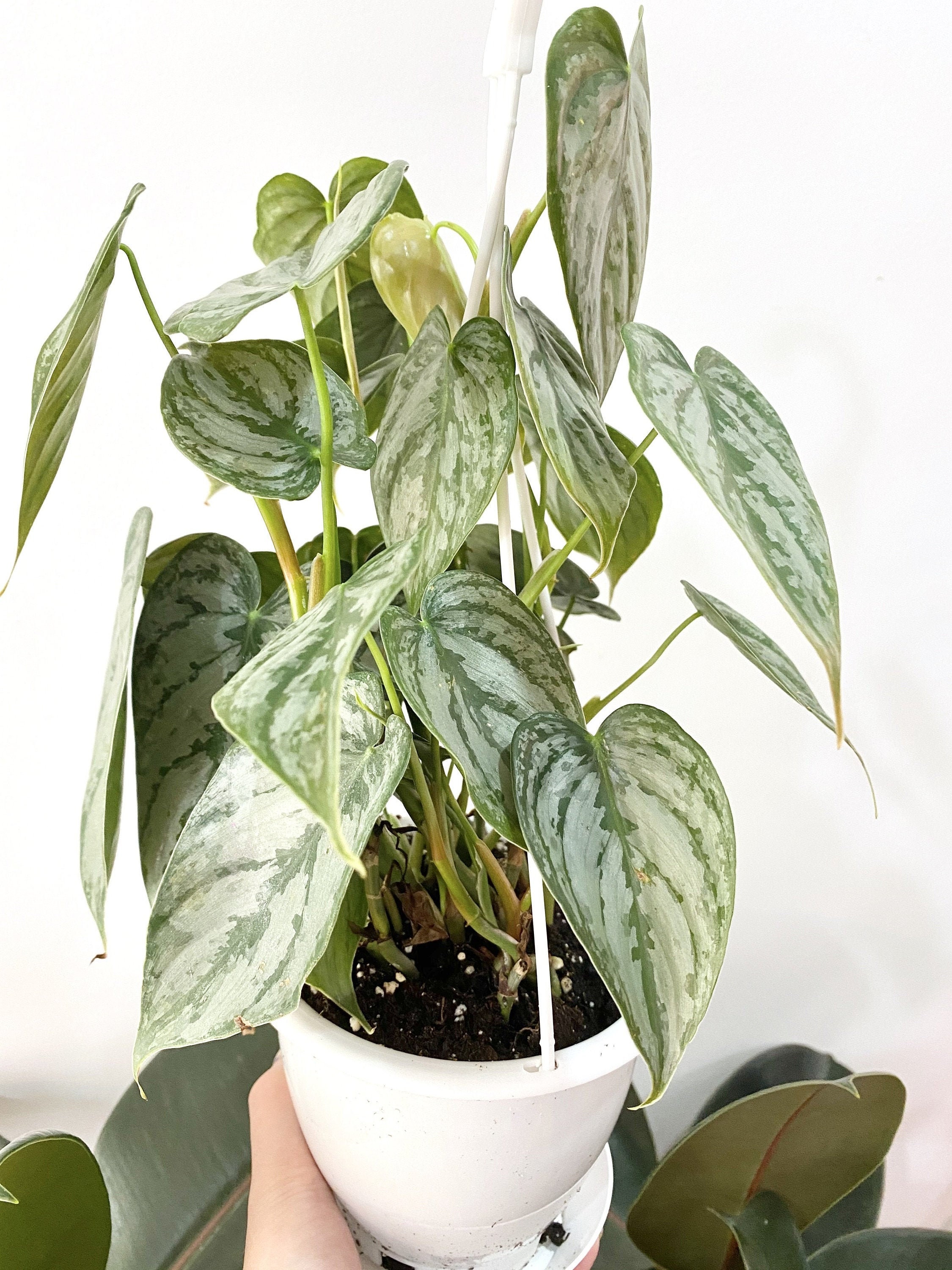 4” Silver leaf philodendrons (Philodendron brandtianum) – Angie's Planties