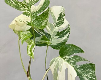 Monstera albo borsigiana variegata 4-leaf cutting (grower’s choice)