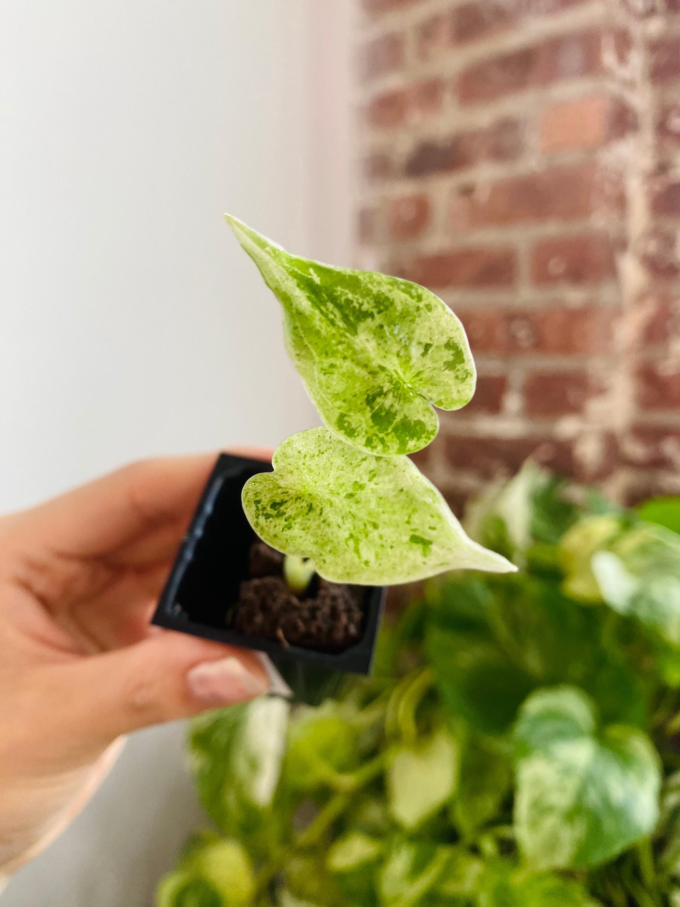 Alocasia Dragon Scale Mint - Etsy Alocasia Dragon Scale Mint - Etsy
