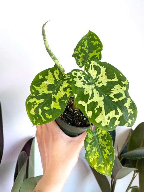 Caladium Hilo Beauty Live Houseplant Rare Plant Etsy