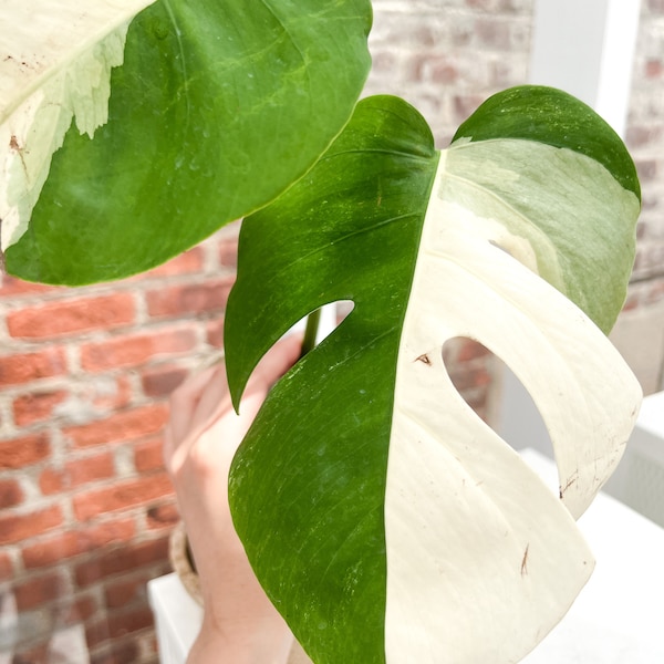 Monstera albo borsigiana variegata cutting