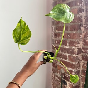 May include: A small potted plant featuring three distinct leaves with variegated patterns of light green, yellow, and dark green. The plant is housed in a small black plastic nursery pot, with thin green stems extending outward from the central base.