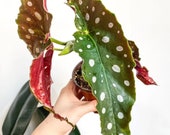 Begonia Maculata Plant Polka Dot Begonia Begonia Wightii Live Plant Houseplant RARE