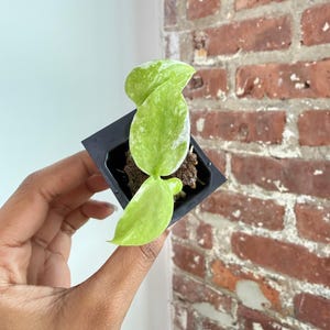 May include: A small variegated plant with light green and white speckled leaves growing in a square black plastic nursery pot filled with dark brown soil. The plant features three distinct leaves with a marbled pattern and a compact structure.