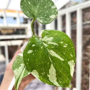 Monstera Thai Constellation Variegated / Variegated Monstera Plant / Variegated Houseplant / Monstera Thaicon image 2