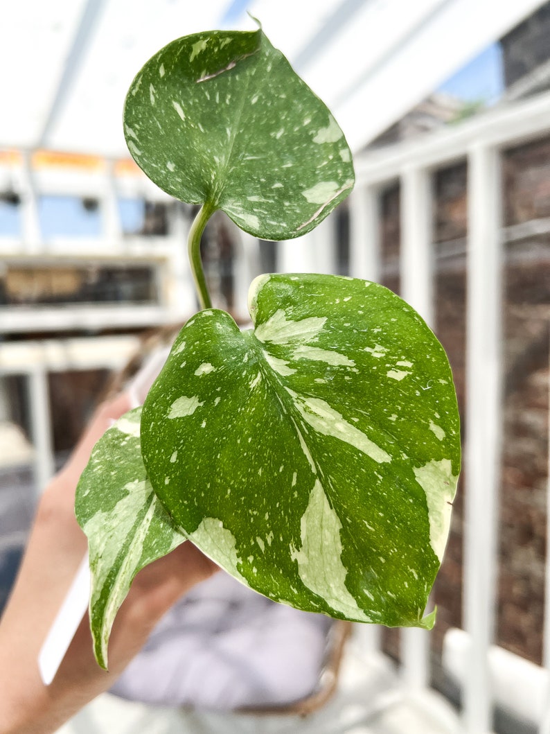 Monstera Thai Constellation Variegated / Variegated Monstera Plant / Variegated Houseplant / Monstera Thaicon image 2