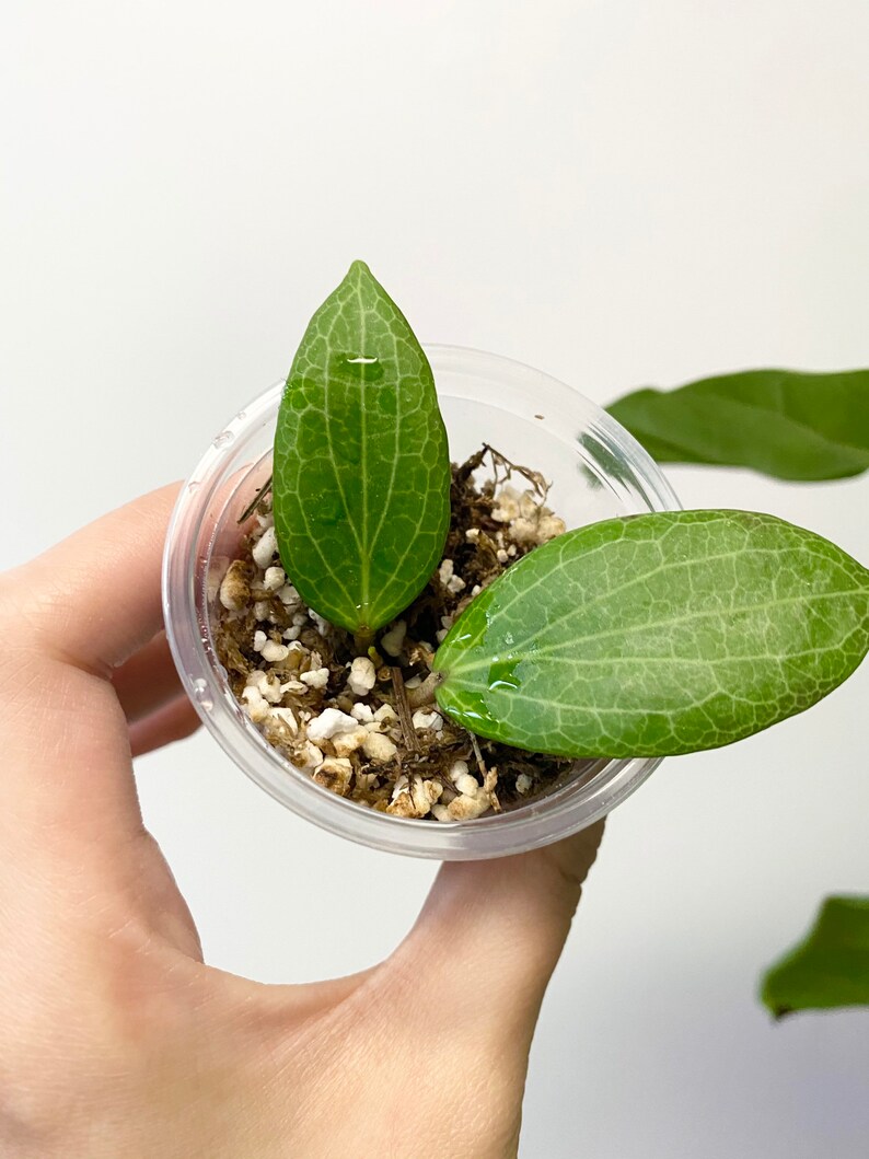 Hoya Fitchii Plant Live Plant House Plant Wax Plant Etsy