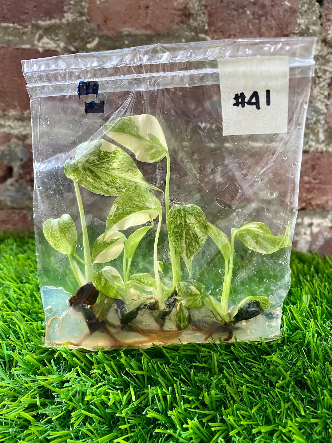 High Color Monstera Thai Constellation Tissue Culture 5 Plantlets 41 ...