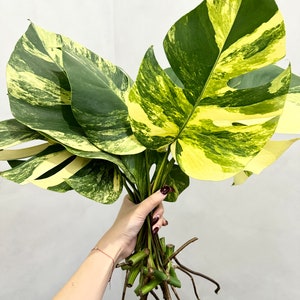 Monstera Aurea variegata cutting (grower’s choice)