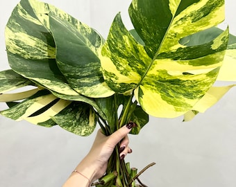 Monstera Aurea variegata cutting (grower’s choice)