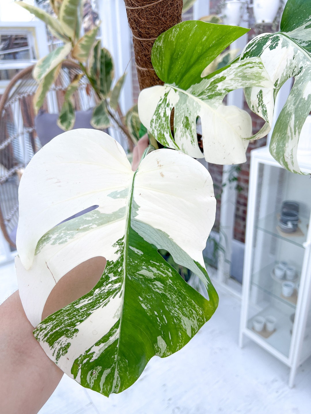 Monstera Deliciosa Albo Borsigiana Variegata Rooted Cutting