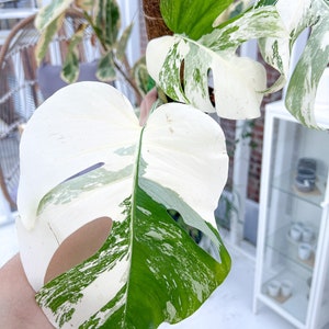 Monstera deliciosa albo borsigiana Variegata Rooted Cutting image 1