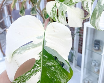 Monstera deliciosa albo borsigiana Variegata Rooted Cutting