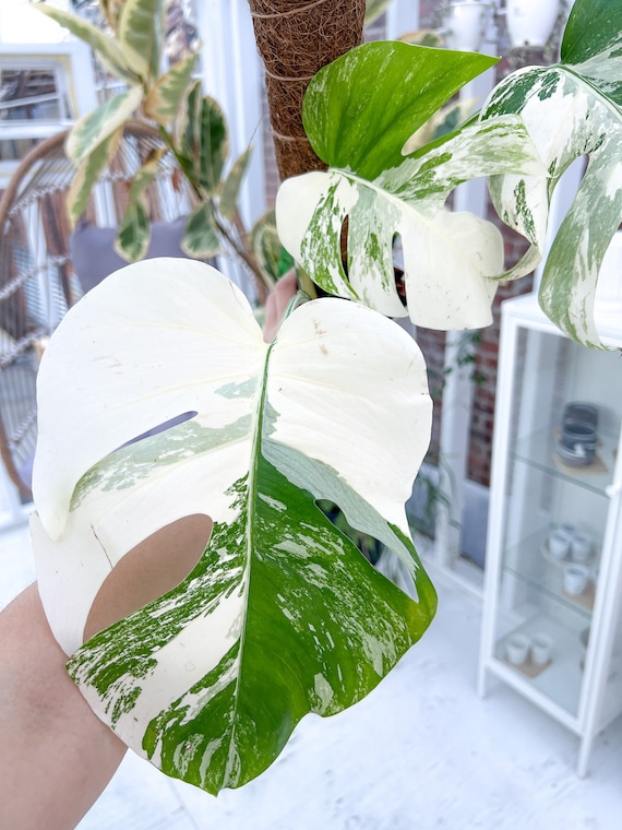 MONSTERA VARIEGATA ⌀19