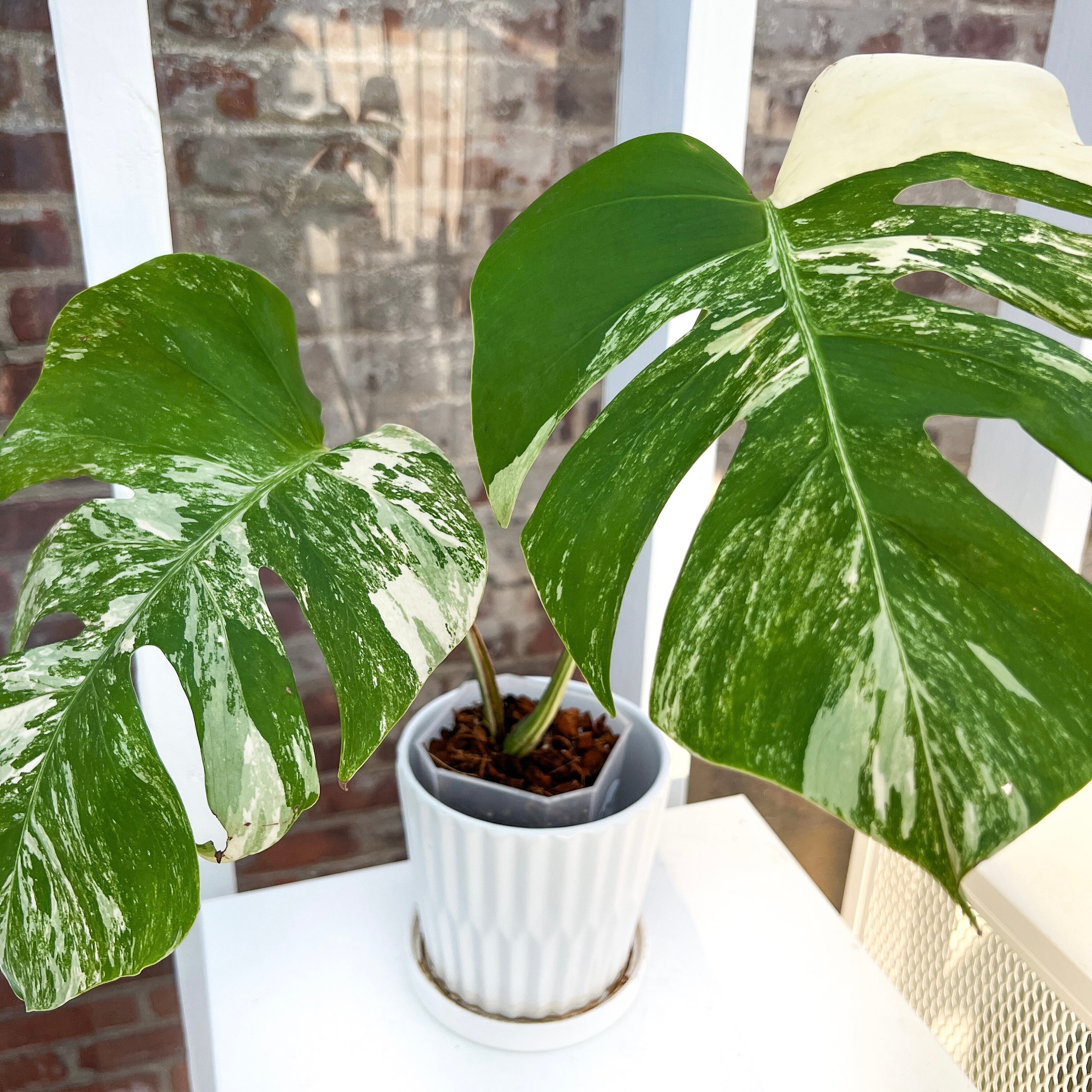 Monstera Deliciosa Albo Borsigiana Variegata Rooted Cutting