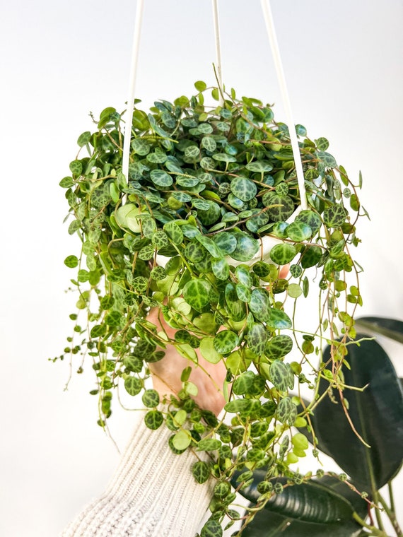 Peperomia Prostrata