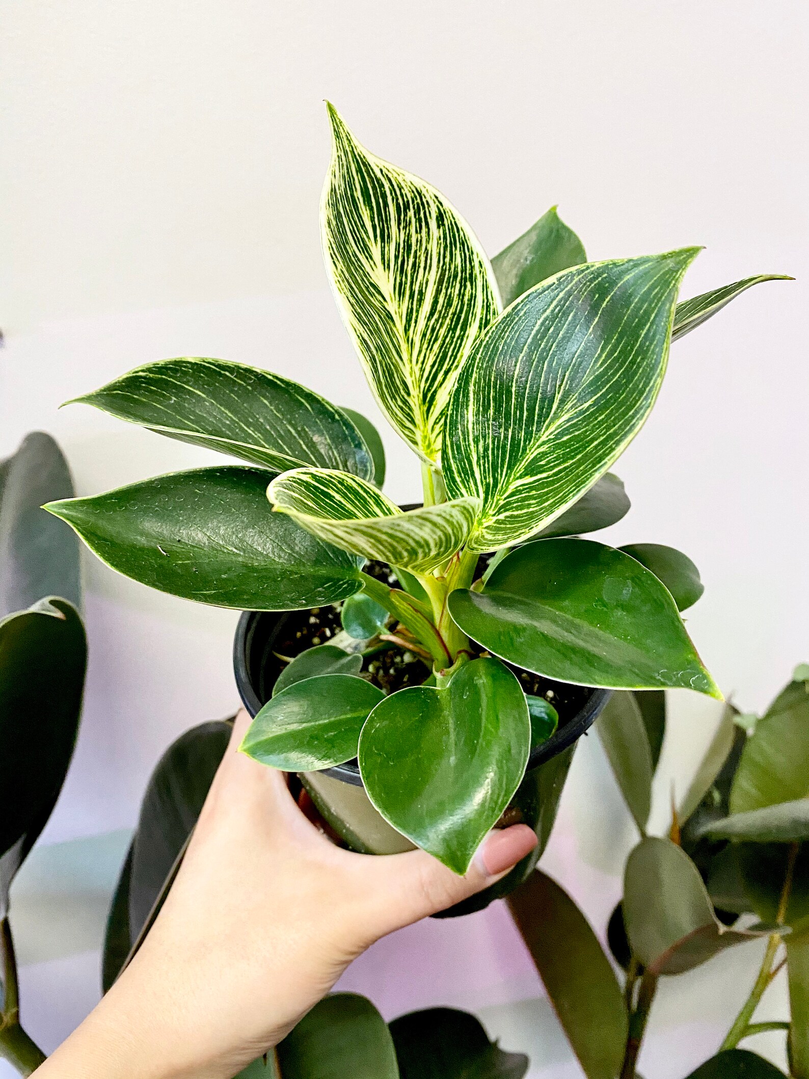 Philodendron Birkin Live House Plant Rare House Plant Etsy