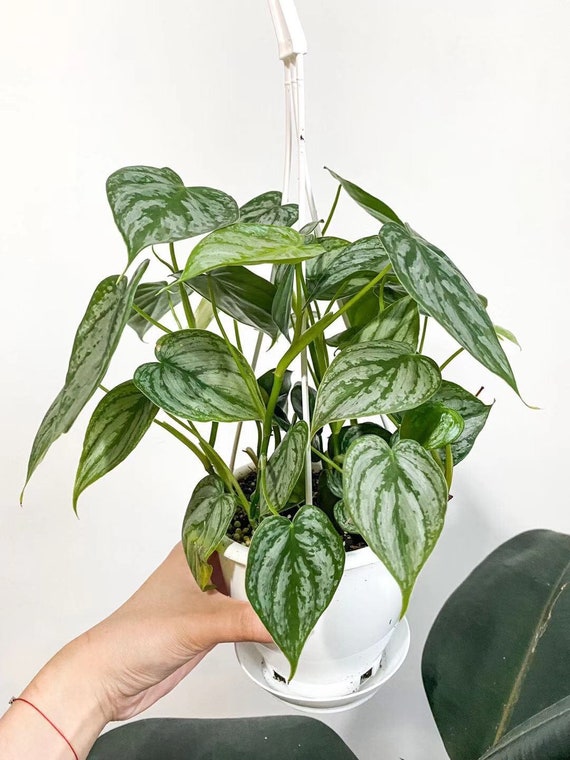 Philodendron Brandtianum Brandi Philodendron Variety Silver Etsy Norway
