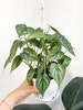 Philodendron Brandtianum | Brandi Philodendron Variety| Silver Leaf Philodendrons | Hanging Plant | Live House Plant | RARE | 