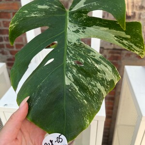 Monstera deliciosa albo borsigiana Variegata Rooted Cutting Medium Variegation