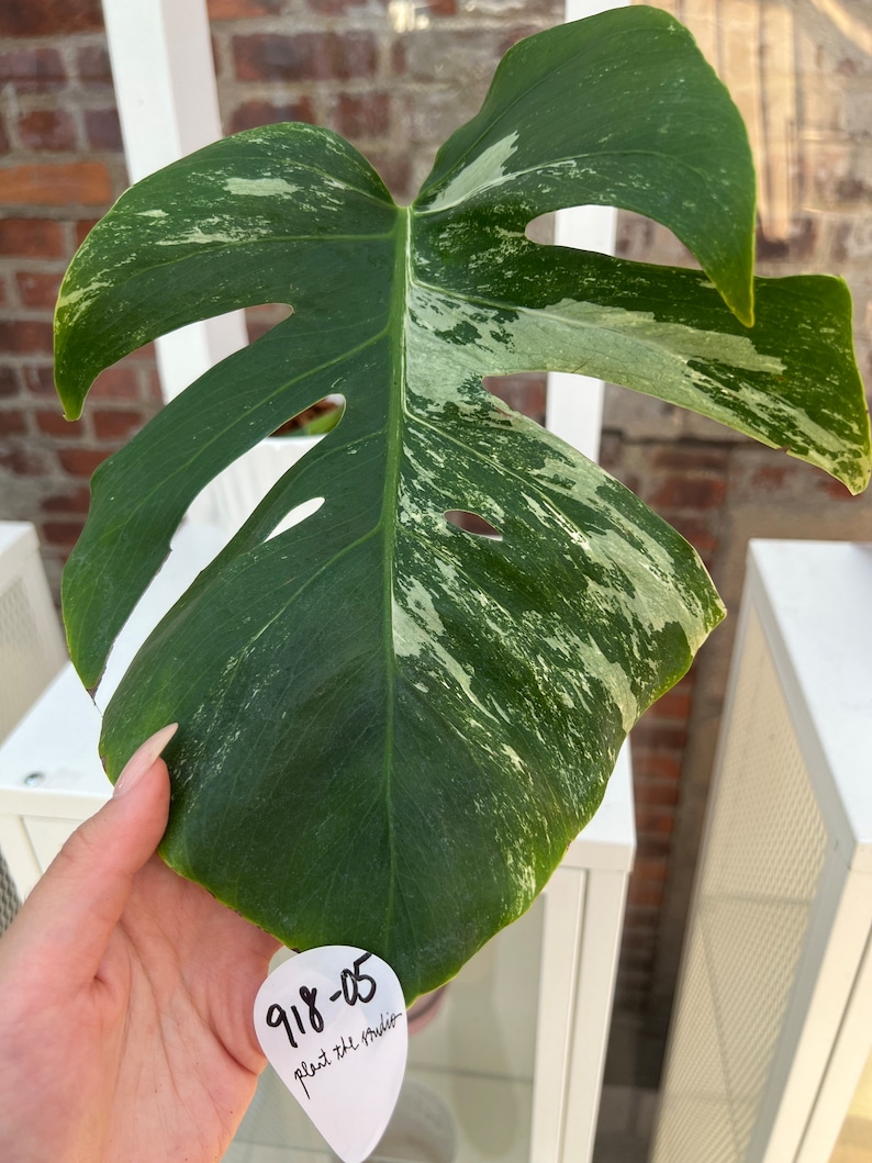 Monstera deliciosa albo borsigiana Variegata Rooted Cutting Medium Variegation