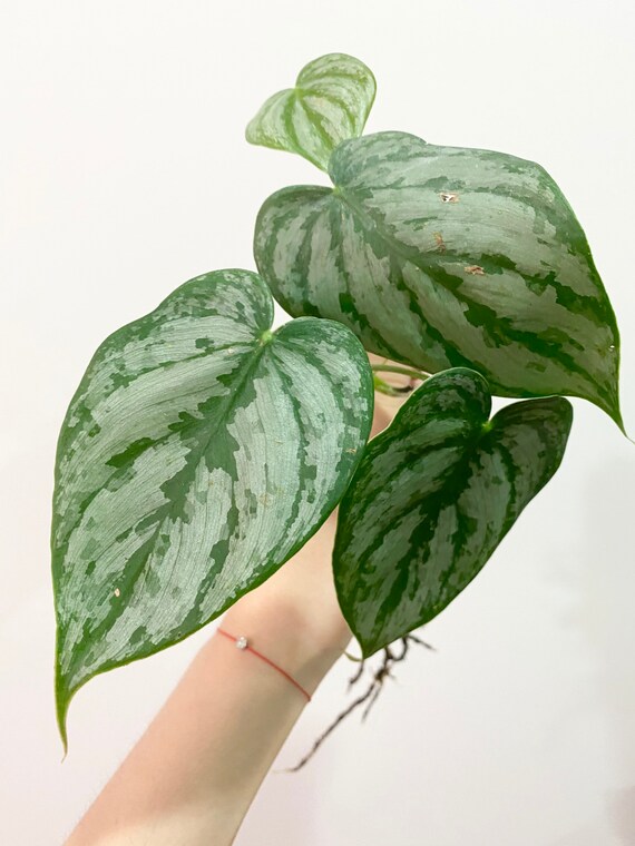 Philodendron Brandtianum Brandi Philodendron Variety Silver Etsy Philodendron Brandtianum Brandi Philodendron Variety Silver Etsy
