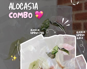 Beginner Alocasia Tc Combo Grower’S Choice