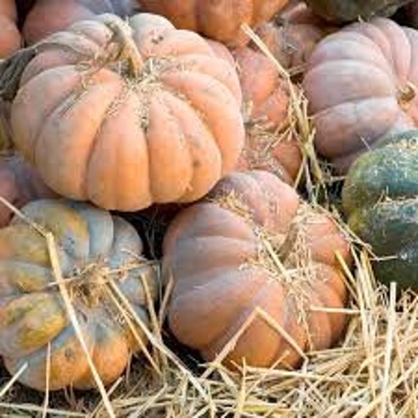 Heirloom Pumpkin Seeds, Musquee de Provence Pumpkin, 10 to 15 Seeds, FREE SHIPPING, Rabbit Rescue Donation
